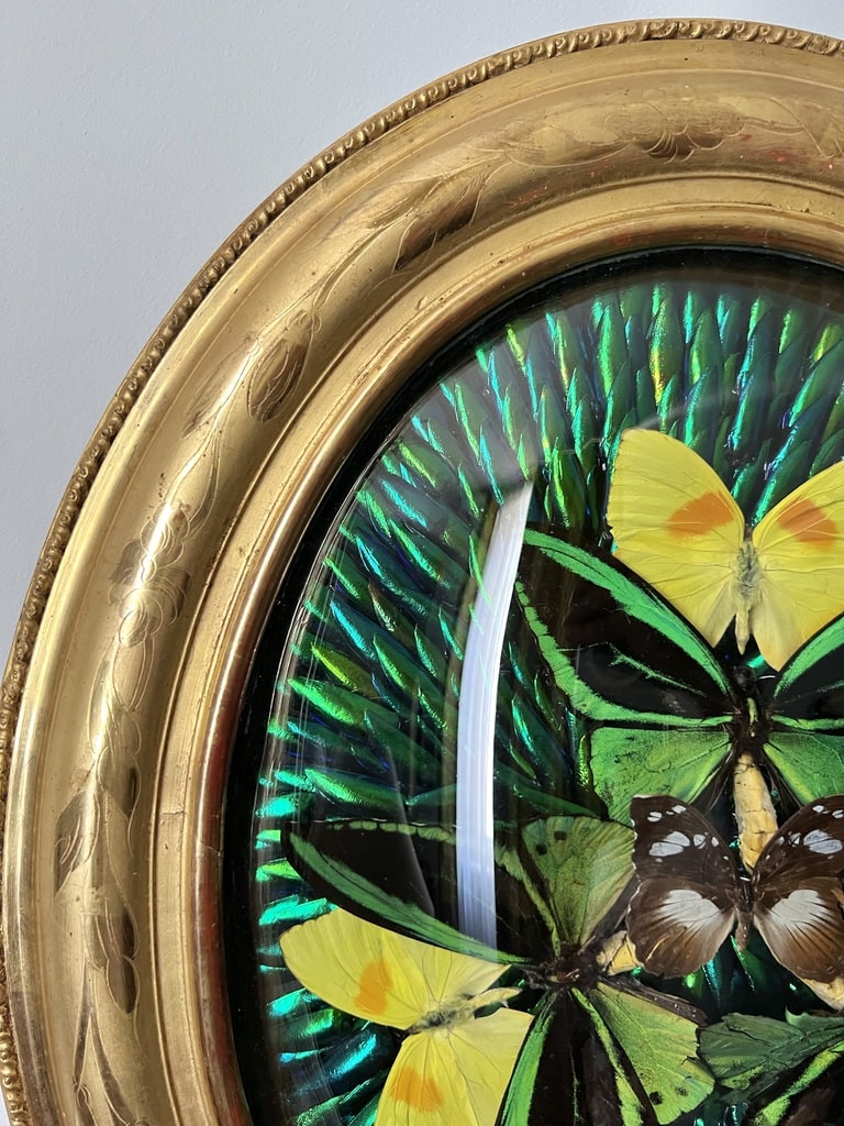 cadre-mural-19e-siecle-format-ovale-verre-bombe-bois-dore-a-la-feuille-cabinets-curiosites-papillon-scarabees-brocante-antiquites