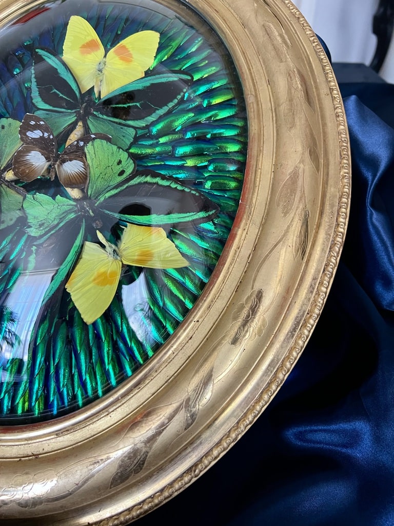 cadre-mural-ovale-bois-dore-a-la-feuille-insectes-naturalises-verre-bombe-decoration-classique-style-napoleon-III-antiquaire-brocante-en-ligne