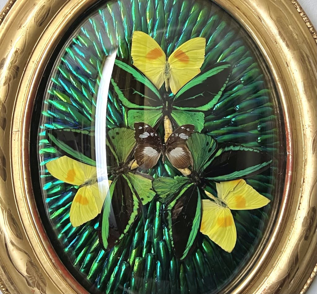 insectes-naturalises-papillons-scarabees-cadre-napoleon-III-bois-dore-a-la-feuille-or-19e-siecle-decoration-classique-curiosites-brocante-antiquaire