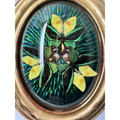 composition-insectes-naturalises-scarabees-papillons-cadre-ovale-verre-bombe-napoleon-III-brocante-antiquaire