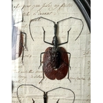 cadre-mural-bois-noirci-napoleon-3-cabinet-curiosites-insectes-