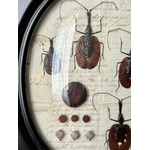 cadre-mural-napoleon-III-bois-noirci-verre-bombe-cabinet-curiosites-antiquites-brocante