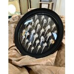 cadre-mural-decoration-coquillages-sous-verre-brocante-en-ligne