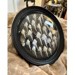 cadre-mural-rond-verre-bombe-collection-coquillages-cabinet-curiosites-brocante