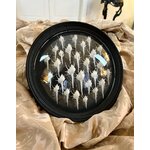 cadre-mural-style-napoleon-3-cabinet-curiosites-coquillages-brocante-decoration