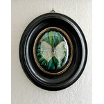cadre-mural-decoration-insectes-papillon-cabinet-curiosites-napoleon-iii-antiquites-brocante
