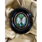 cadre-mural-ovale-bois-noirci-laiton-napoleon-3-insectes-papillon-brocante-antiquites