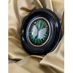 cadre-ancien-insecte-papillon-cabinet-curiosites-19e-siecle-brocante-antiquaire