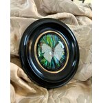 cadre-mural-ovale-bois-noirci-laiton-cabinet-curiosites-papillon-insectes-brocante-antiquites