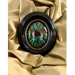 cadre-ancien-decoration-murale-napoleon-3-bois-noirci-laiton-papillon-insecte-naturalise-brocante-antiquites