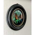 cadre-ovale-napoleon-III-bois-noirci-laiton-cabinet-curiosites-insecte-papillon-elytres-scarabees-brocante-antiquites