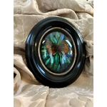 cabinet de curiosites cadre ancien bois laiton verre bombe insectes papillon 19e siecle brocante antiquites