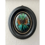 insecte-naturalise-scarabees-papillon-cadre-ancien-19e-siecle-brocante-antiquites