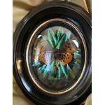 papillon-scarabées-sous-verre-cadre-ancien-ovale-napoleon-III-antiquites-brocante
