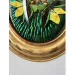 cadre-napoleon-III-verre-bombe-bois-dore-a-la-feuille-d-or-elytres-scarabees-papillons-decoration-murale-brocante-antiquaire