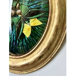cadre-ancien-19e-siecle-bois-dore-feuille-or-decoration-murale-insectes-naturalises-cabinet-curiosites-brocante-antiquites