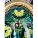 insectes-naturalises-papillons-scarabees-cadre-ancien-epoque-19e-siecle-bois-dore-verre-bombe-ovale-cabinet-curiosites-brocante-antiquites