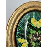 cadre-mural-19e-siecle-format-ovale-verre-bombe-bois-dore-a-la-feuille-cabinets-curiosites-papillon-scarabees-brocante-antiquites