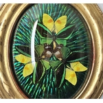 insectes-naturalises-papillons-scarabees-cadre-napoleon-III-bois-dore-a-la-feuille-or-19e-siecle-decoration-classique-curiosites-brocante-antiquaire