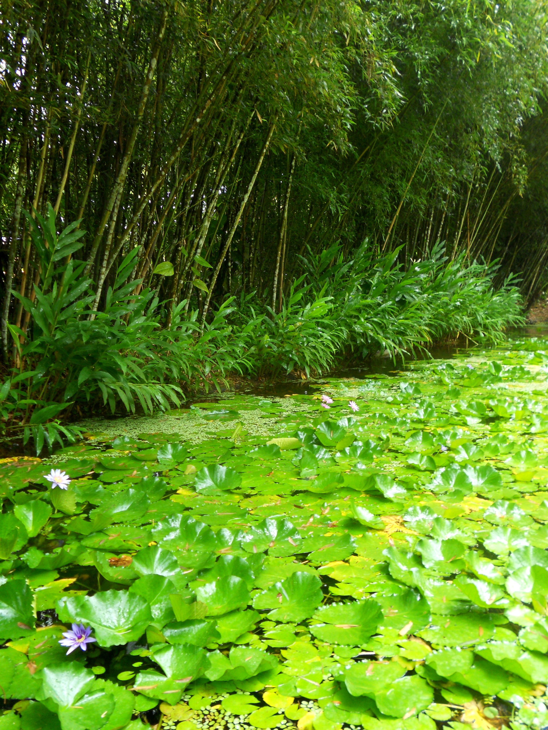 Photographie nature zen: bambous et nénuphars. affiches ...