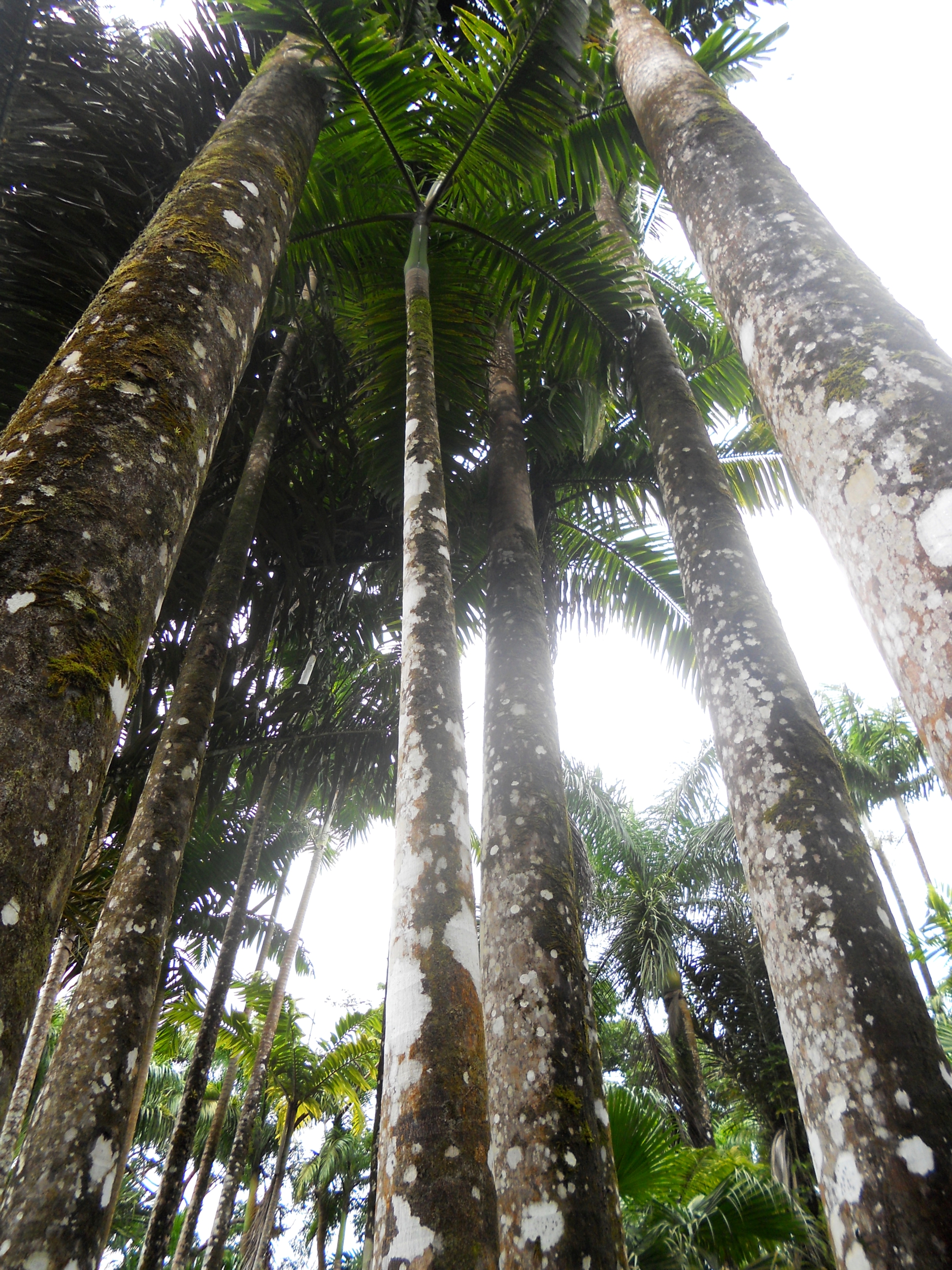 affiche photo poster à encardrer nature arbre zen méditation palmier exotique