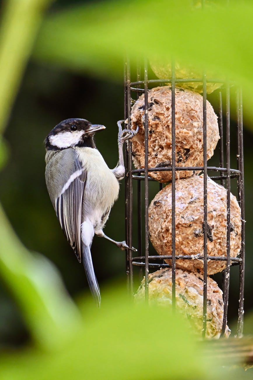 Photos gratuites de alimenter, ami à plumes, amoureux de la nature
