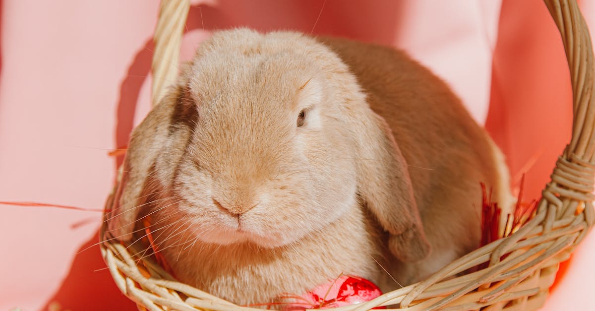 photos gratuites de a fourrure adorable animal