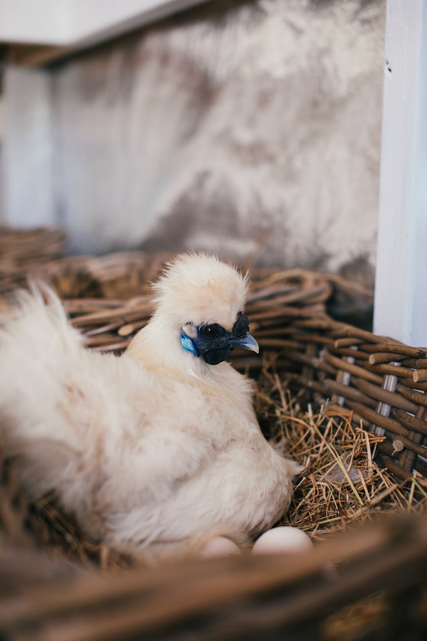 photos gratuites de a l interieur agriculture animal