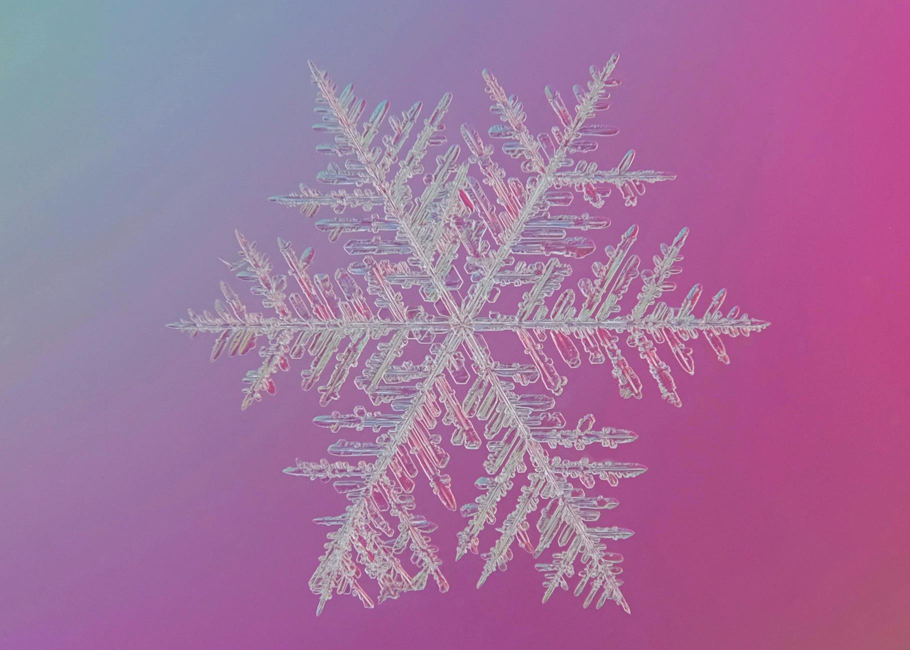 gros plan sur un flocon de neige delicat aux details nets sur un fond degrade rose et bleu colore