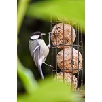 Photos gratuites de alimenter, ami à plumes, amoureux de la nature
