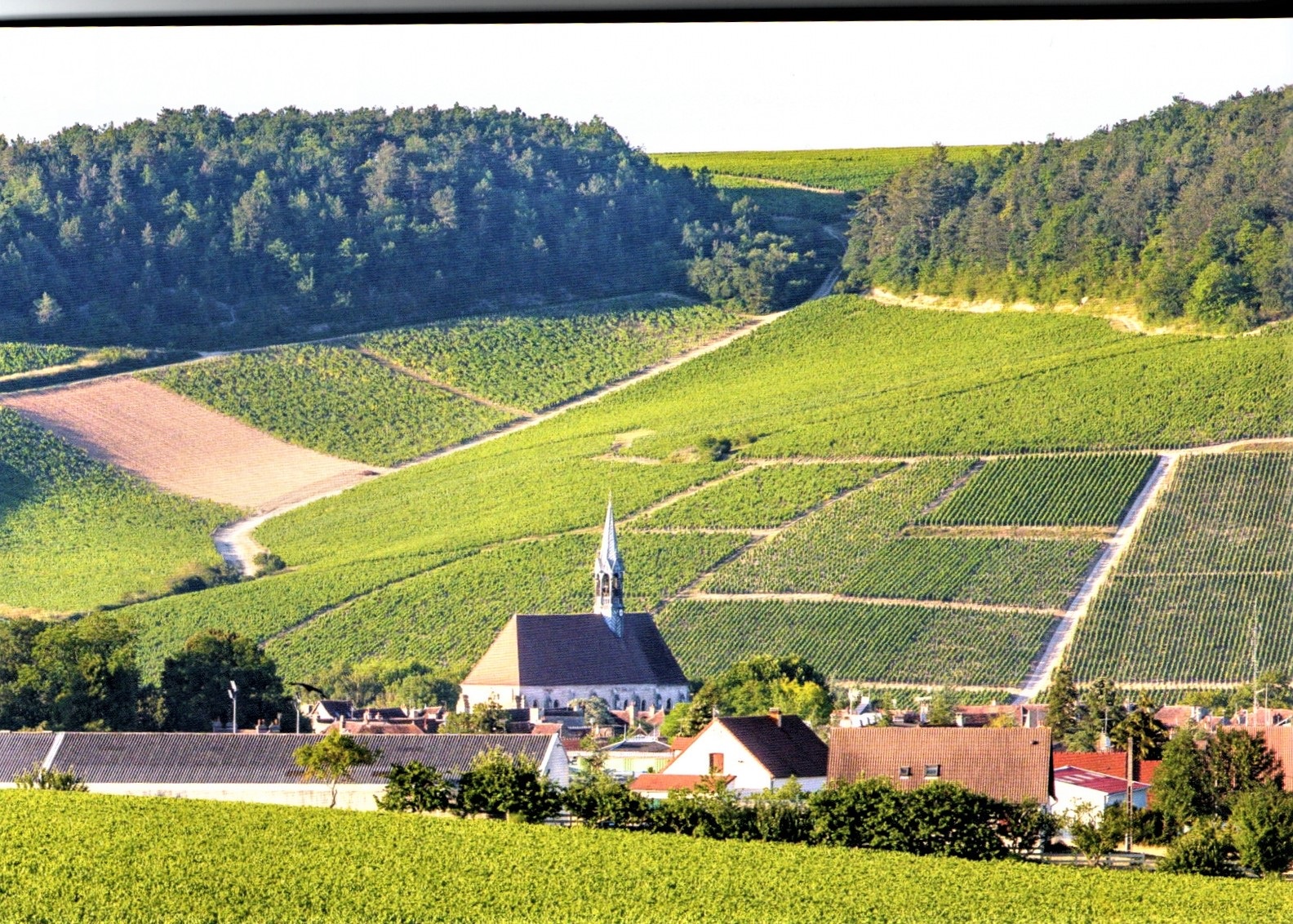 chablis vigne et clocher