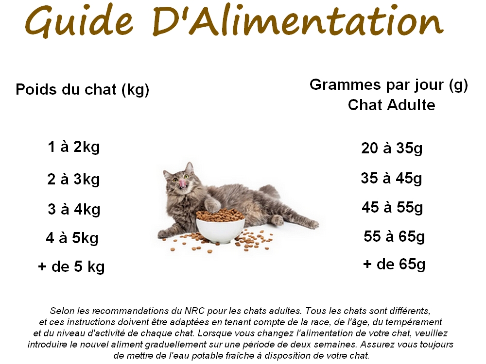 Guide alimentation chat saumon