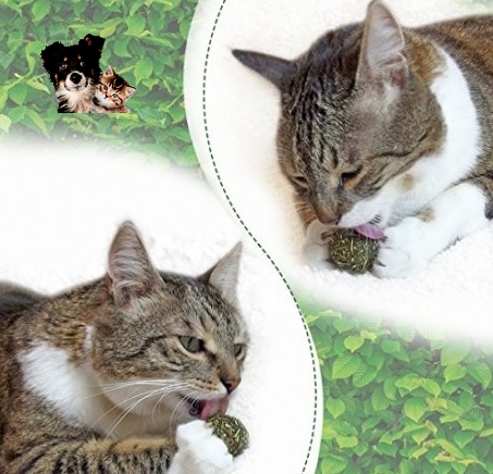 Herbe à chat/valériane - L'Arche des animaux