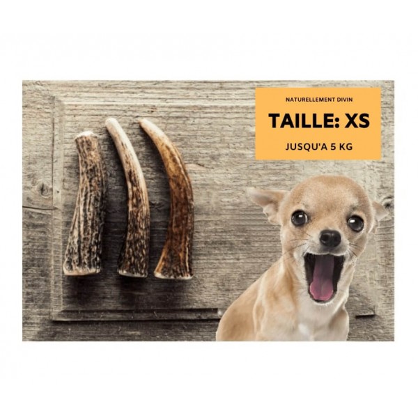 bois-de-cerf-chien-entier-taille-xs (2)