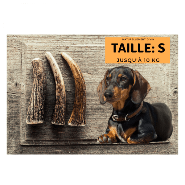 bois-de-cerf-chien-entier-taille-s