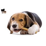 beagle.larchedesanimaux