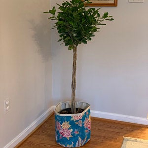 Rose-Marie, Timonium US