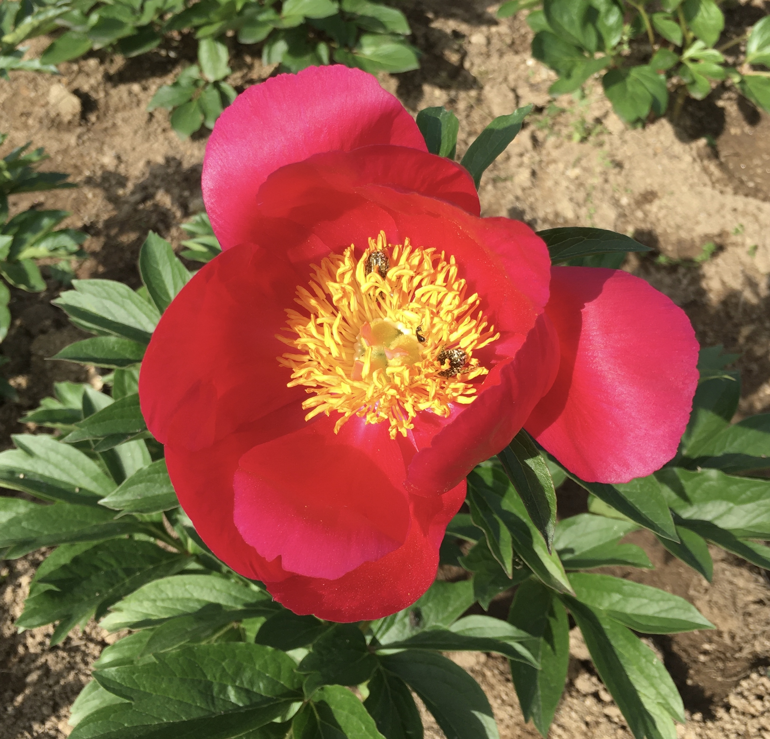 PIVOINE SCARLETT O HARA