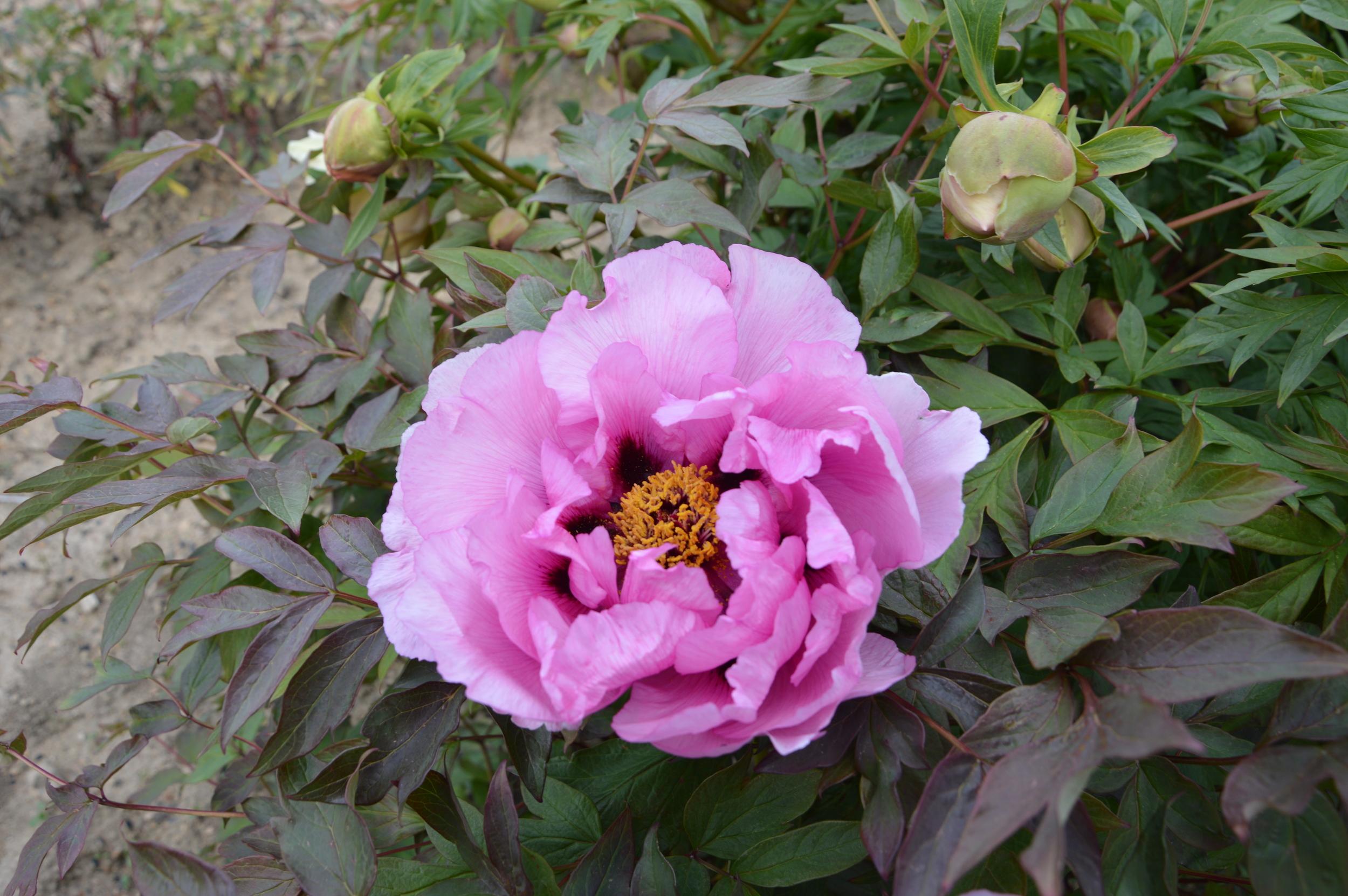 PIVOINE ARBUSTIVE SHIMANE CHOJURAKU