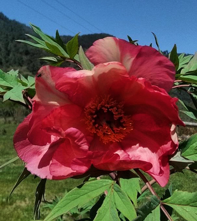 PIVOINE ARBUSTIVE HESPERUS