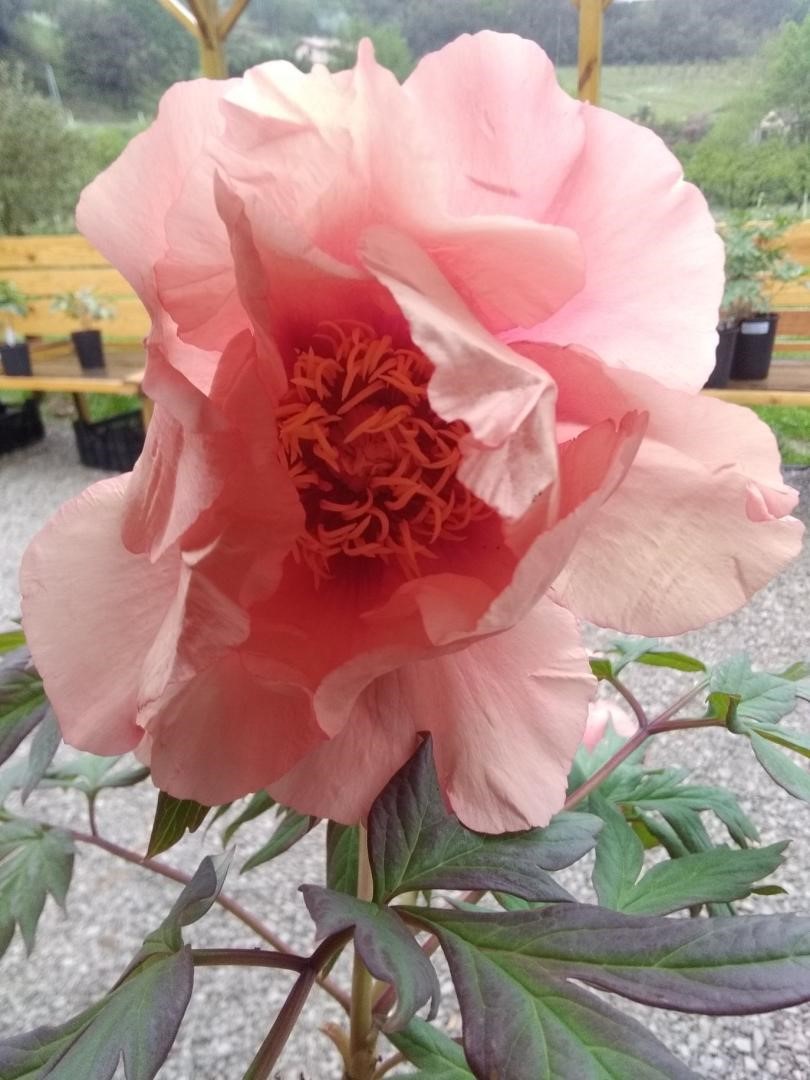 PIVOINE ARBUSTIVE mme louis henry