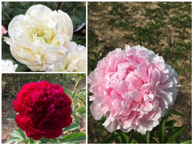 Pack pivoines herbacées - Offres spéciales - pepiniere la pivoine