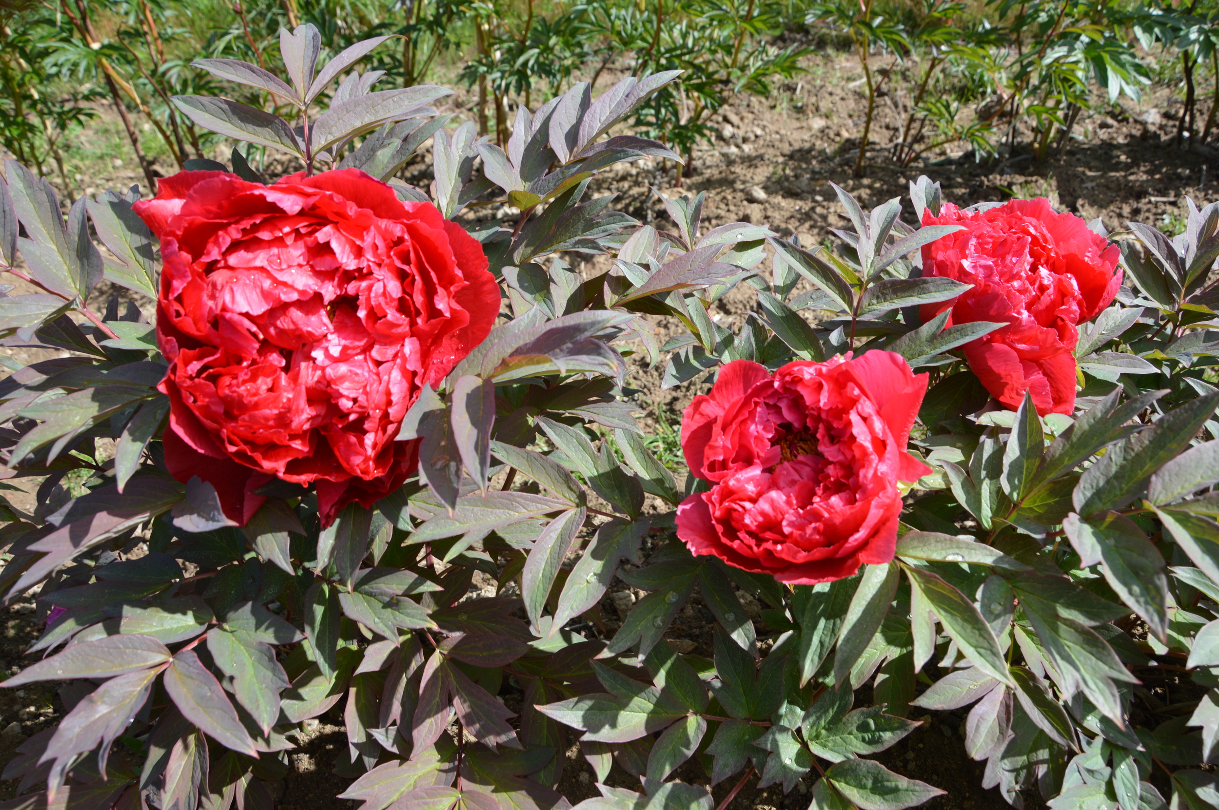 Pivoine arbustive Tayio - Pivoines arbustives - pepiniere la pivoine