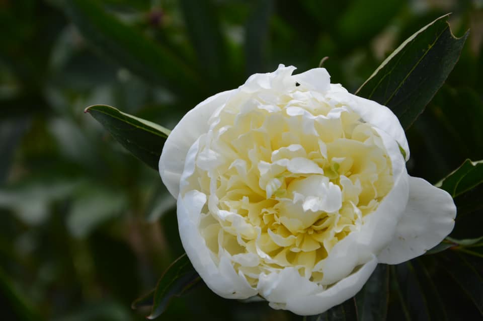 DUCHESSE DE NEMOURS 2