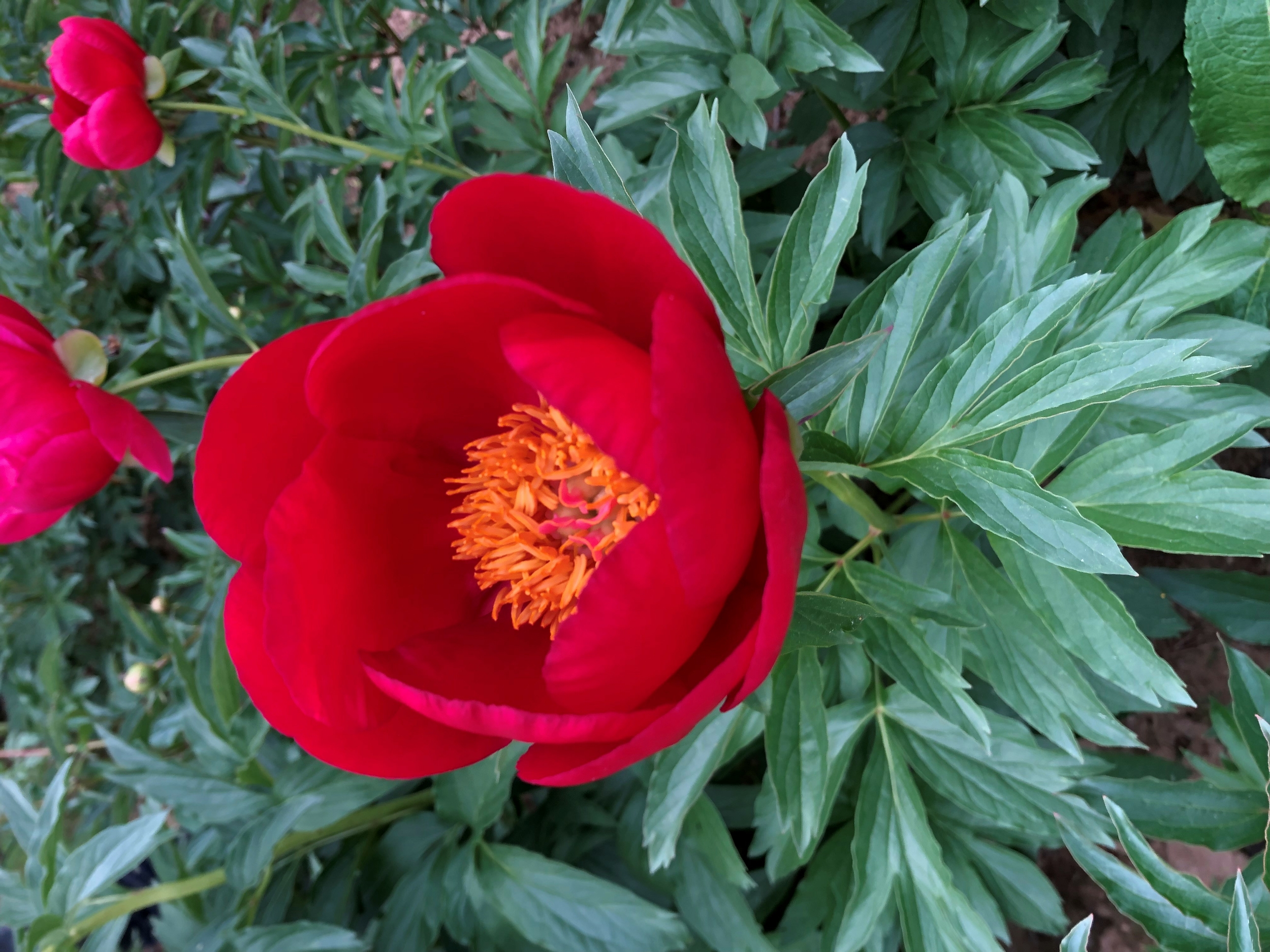 pivoine herbacée SCARLETT O HARA