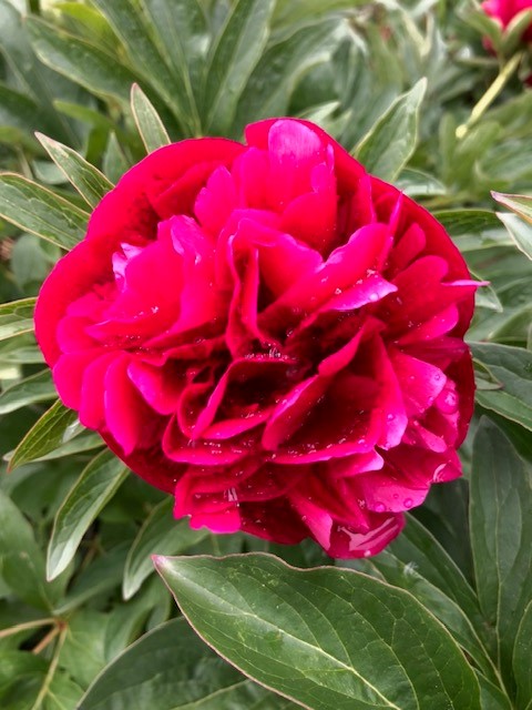 RUBRA PLENA