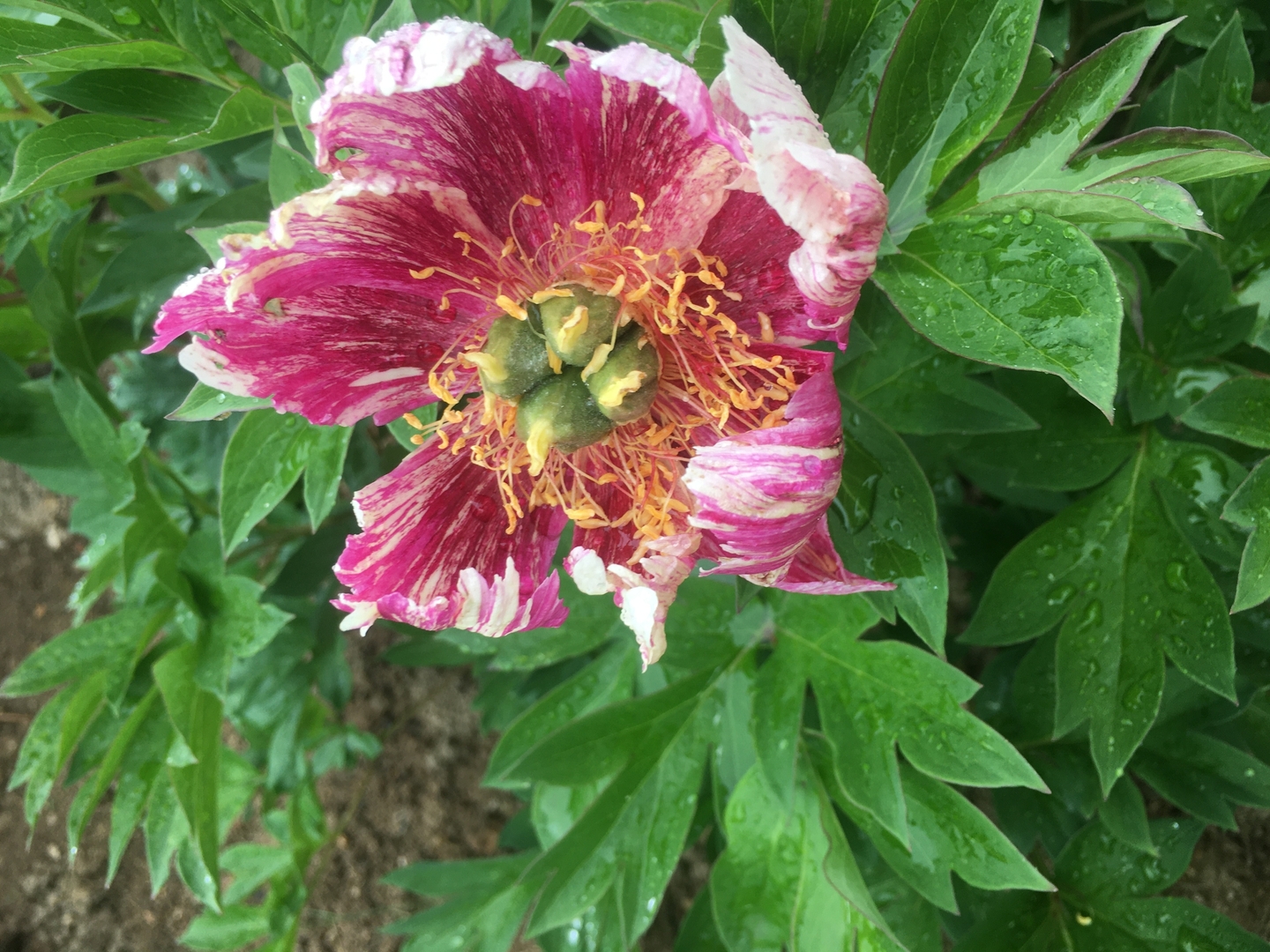 pépinière la pivoine - producteur de pivoines en france