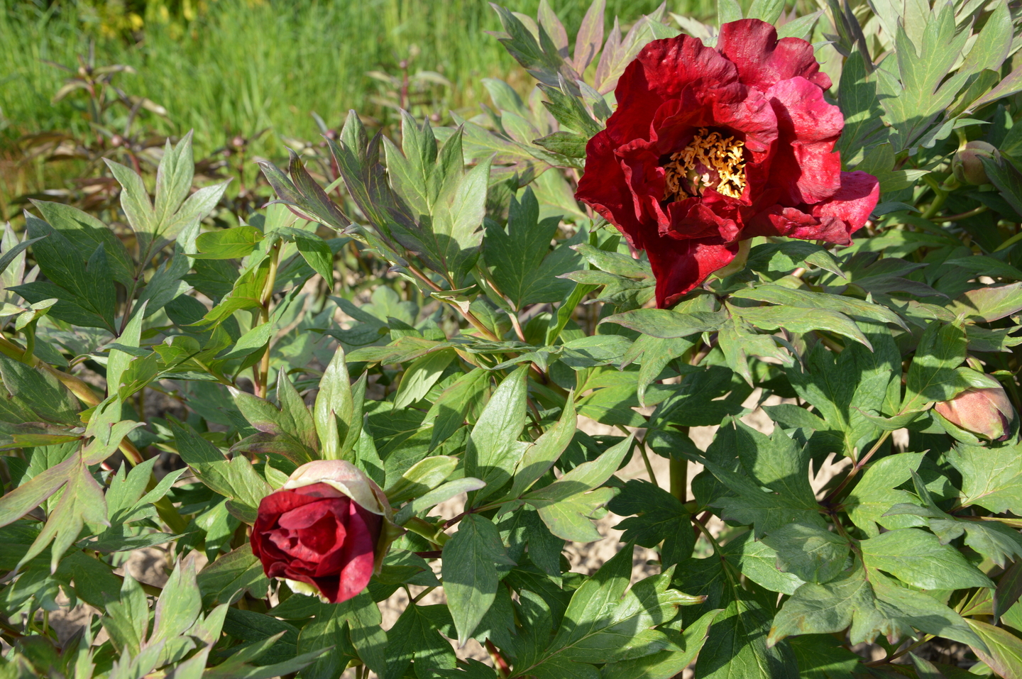 Corne broyée amendement - Offres spéciales - pepiniere la pivoine