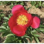 PIVOINE SCARLETT O HARA