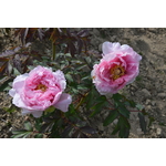 PIVOINE ARBUSTIVE HANA KISOI